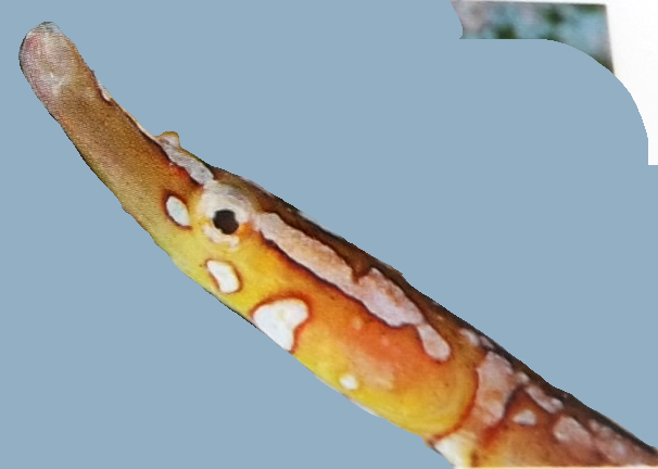 Nerophis maculatus_0+6.jpg